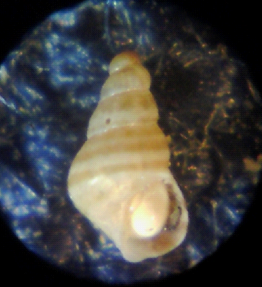 � forse di acqua dolce?